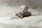 Two adorable devon rex pup cat sit together on bed