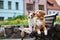 Two adorable dogs posing in the city together on a bench