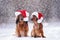 Two adorable dogs in santa hats posing in falling snow