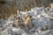 Two adorable dogs sitting in snow