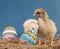 Two adorable Easter chicks in hay