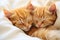 Two Adorable Fluffy Kittens Sound Asleep