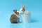 Two adorable fluffy rabbit in the bucket kiss each other, cute bunny pet on blue background, falling in love and romantic