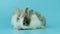 Two adorable fluffy rabbits eating delicious carrot together on blue background, feeding bunny vegetarian pet animal with vegetabl