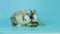 Two adorable fluffy rabbits eating delicious green oak leaf lettuce on blue background, feeding bunny vegetarian pet animal with v