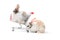 Two adorable fluffy rabbits with shopping cart on white background, going to buy organic vegetable agriculture goods at grocery