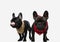 Two adorable french bulldog dogs licking nose and looking away