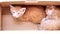 Two adorable ginger baby cats in box, one is sleeping, one is looking at camera, lovely pets, 4k footage, slow motion