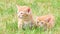 Two adorable ginger kittens on meadows, crying and looking for their mother, lovely pets, 4k footage, slow motion