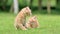 Two adorable ginger kittens on meadows, crying and looking for their mother, lovely pets, 4k footage, slow motion