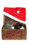 Two adorable, grey and black kittens peeping curiously out of a wicker basket with simple red Christmas decoration - holly berries