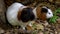 Two adorable guinea pigs eating grass