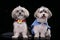 Two adorable Havanese dog wearing funny coats