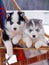 Two adorable Husky puppies watching from a sleigh.