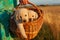 Two adorable labrador puppy dogs in a basket - woman hands carry