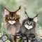 two adorable lazy maine coon cats