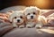 Two adorable Maltese dog puppies