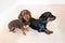 Two adorable miniature dachshunds indoors on a cream carpet.