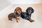 Two adorable miniature dachshunds indoors on a cream carpet.  Both dogs are looking at the camera