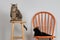 Two adorable one black cat one turtle shell breed lounging on orange chair and under bar stool eyes open looking at camera