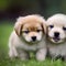 Two adorable puppies