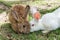 Two adorable Rabbit brown and white a friendly with kniff kiss o