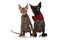 Two adorable short haired cats wearing necklace and bowtie