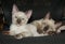 Two adorable Siamese kittens resting on a chair