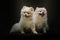 Two Adorable Spitz Dogs. Studio shot