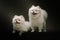 Two Adorable Spitz Dogs. Studio shot