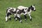 Two adorable spotted mottled lambs,  walking side by side in a green meadow