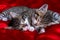 Two adorable striped kitten lying sleeping on red blanket. Cute pets cats, valentines and Christmas card