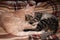 Two adorable tabby cats sleeping and hugging with paws and tails on plaid blanket at home