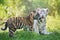 Two adorable tiger cubs outdoors