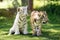 Two adorable tiger cubs outdoors together