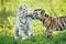 Two adorable tiger cubs outdoors together