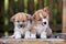 Two adorable welsh corgi puppies