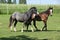 Two adorable welsh pony foals in summer