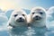 two adorable white baby harp seals