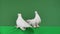 Two adorable white doves with beautiful plumage sit next to each other. Birds are posing sitting in the studio with a
