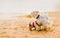 The two adorable white small dogs standing on the beach near the sea on a bright summer day. Companionship, leisure, relaxation,