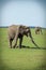 Two adult african elephants feeding