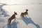 Two adult basenji dog playing in the snow