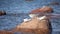 Two adult birds of a seagull and baby bird on a stone in the sea