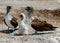 Two adult blue footed boobies with their chick