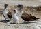 Two adult blue footed boobies with their chick