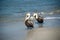 Two Adult Brown Pelicans in the Surf