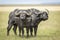 Two adult buffalo bulls standing alert in Masai Mara in Kenya