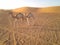 Two adult camels playing together in desert