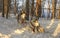 Two adult dogs of a breed of the Siberian Husky are in the winter forest